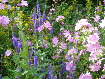 Wildblumen Pointl