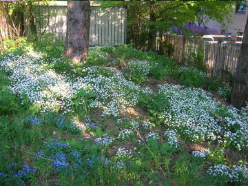 Wildblumen Pointl