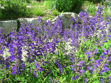 Wildblumen Pointl