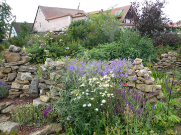 Wildblumen Pointl