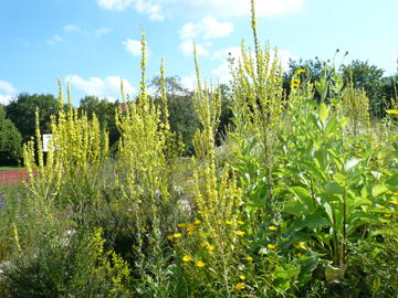 Wildblumen Pointl