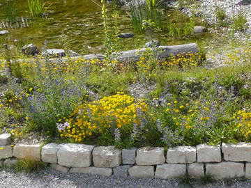 Wildblumen Pointl